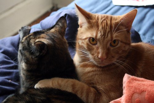 How Cats Tricked Humans Into Domesticating Them (and Why They Still Run the Show)