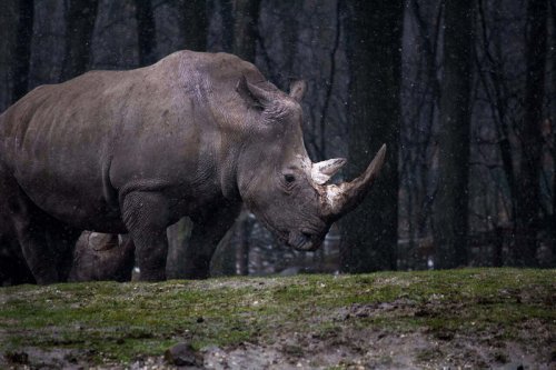 Why Rhinos Are Called &ldquo;Living Fossils&rdquo;
