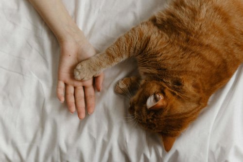 Top 10+ Signs a Cat Is Bonded Through Energy, Not Touch
