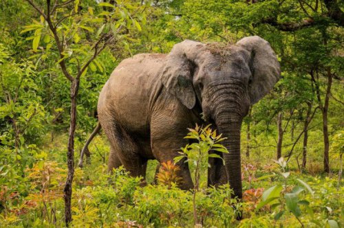 I&rsquo;ve found the best-value safari destination in Africa