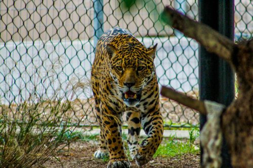 The Jaguar Ghosts of the American Southwest
