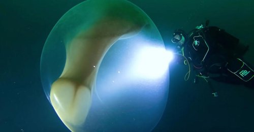 Scientists Detect Cryptic &lsquo;Communication&rsquo; of Non-Human Intelligence in Oceans