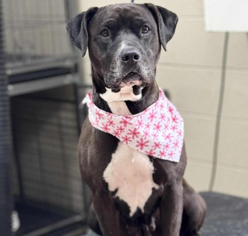 At adoption event, shelter dog alerts man he is about to have a seizure