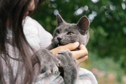 Top 15+ Signs Your Cat Is Secretly Obsessed With You