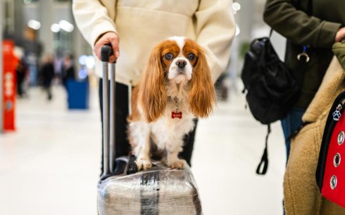 The ultimate global guide to flying with animals
