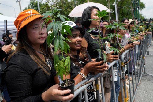 Country bans recreational cannabis again in major blow to tourism