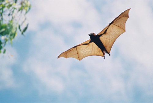 Scientists raise &lsquo;urgent concerns&rsquo; over new bat viruses discovered in China