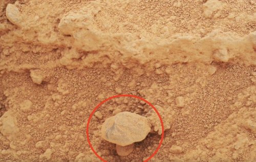 Expert gives verdict on the &lsquo;wrinkled mushroom&rsquo; spotted on Mars