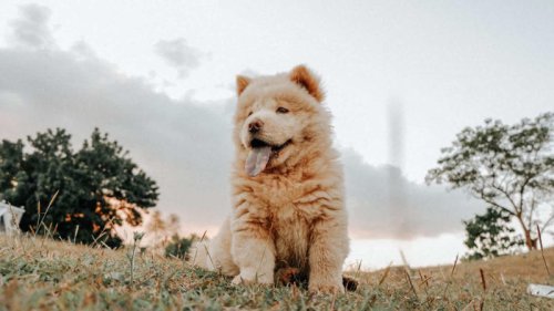 Top 10+ Dog Breeds That Are Too Fragile or Fiery for Families With Kids