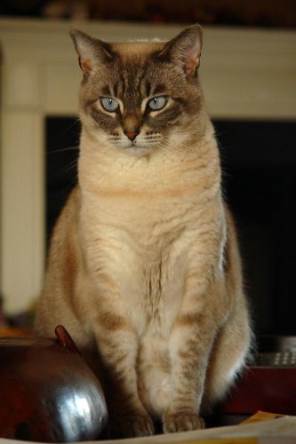 Top 14+ Tiny Habits That Mean Everything to Your Cat