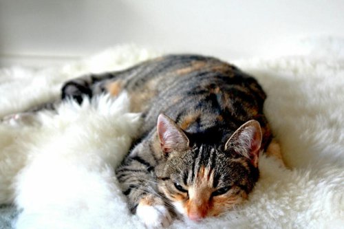 Bored or Just Sleepy? 9 Ways to Tell With Cats