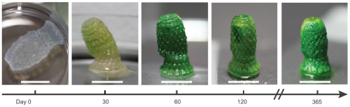 Scientists invent photosynthetic 'living' material that sucks CO2 out of the atmosphere
