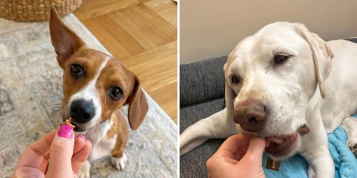 Small, soft and stinky &mdash; how to find dog training treats that are actually effective