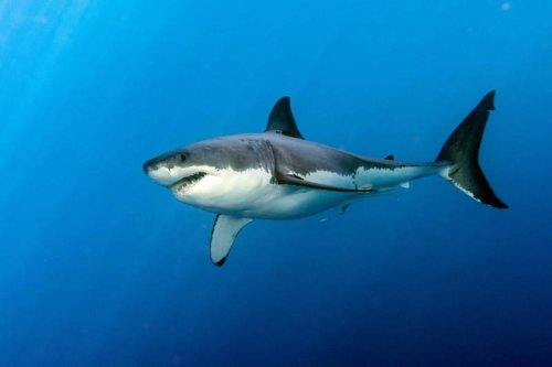 How Sharks Use Electroreception to Hunt in Murky Water