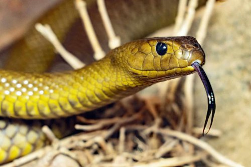 What Time of Year Snakes Are Most Active in the US?
