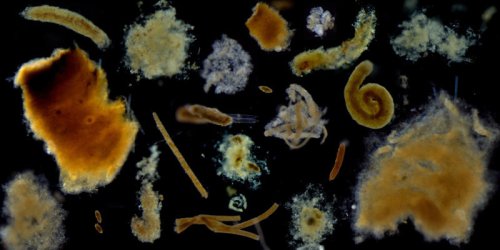 Can Dead Plankton Save the Planet? Groundbreaking Study Reveals Ocean&rsquo;s Role in Carbon Storage