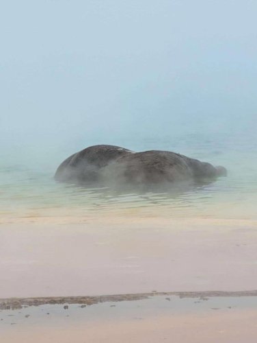 Photos capture Yellowstone bison's final moments