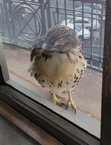 Hawk pays a visit to Pikes Peak Library District