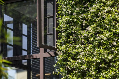 4 Different Plants That Go by the Common Name &ldquo;Jasmine&rdquo; &mdash; and How to Grow Them