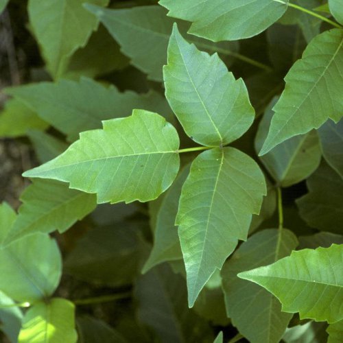 Top 12+ Invasive Plants You Don&rsquo;t Want in Your Yard