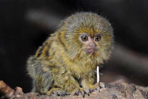 What Makes the Pygmy Marmoset the World&rsquo;s Smallest Monkey?