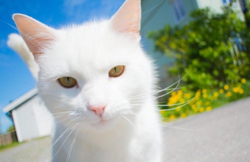Top 8+ Cat Breeds With the Softest Coats You&rsquo;ll Ever Pet