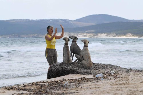 Dying breed: Tunisian dog lovers push to save age-old desert hound