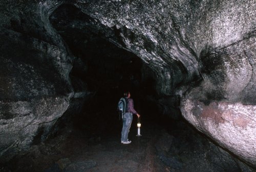 The Hidden Microforests Inside Caves, Grown in Eternal Twilight