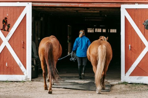Why Horses Are Built Like Racing Cars With Leaky Brakes
