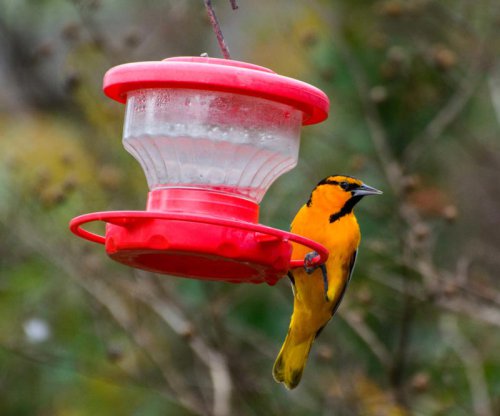 How to attract orioles to your yard &ndash; 4 expert suggestions on what food to provide to welcome these vibrant creatures
