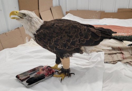 Injured bald eagle, healed with fish skin, released back into the wild