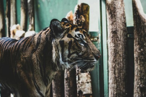 Top 10+ Times Tigers Proved They&rsquo;re More Than Just Stripes