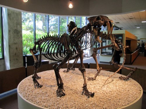 21st Century Fossil Finds That Could Rewrite the History of Saber-Toothed Cats
