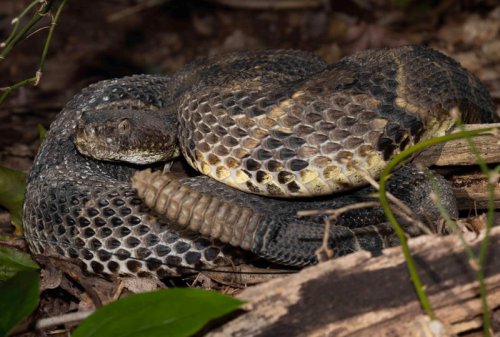Delaware is home to some dangerous animals. Here are 8 of them