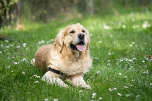 Top 10+ Dogs That Love Swimming And 1 That Would Not Touch Water