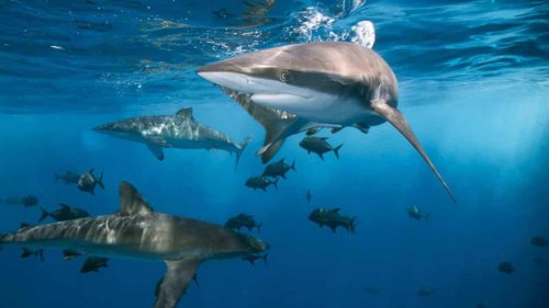 What Kind of Sharks Live Off the California Coast?
