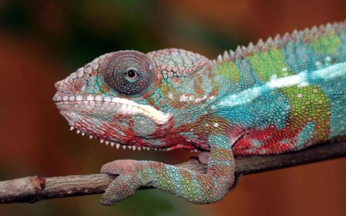 Top 14+ Animals That Change Color And Why