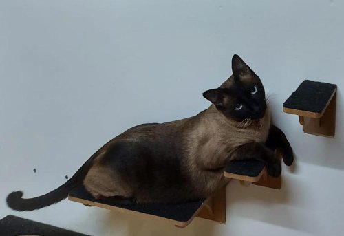 These 10 Simple Changes Can Make Your Cat&rsquo;s Life Way Better