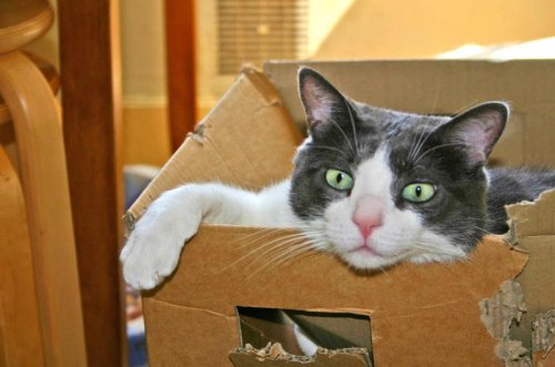 Top 8+ Enrichment Ideas That Will Actually Keep Your Cat Engaged