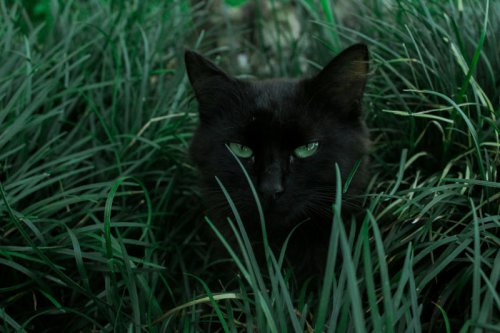Top 9+ Low-Maintenance Cat Breeds That Still Love to Cuddle
