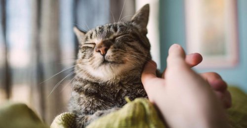Top 17+ Small Reassurances That Make a Huge Difference to Cats