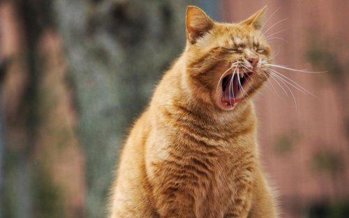 Top 10+ Big Cats You&rsquo;ve Never Heard Of &mdash; But Should