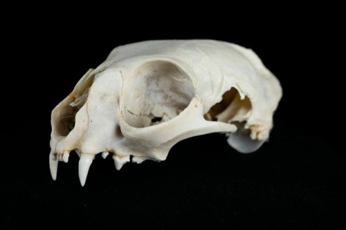 What 10 Skeletons Reveal About the World&rsquo;s Most Iconic Extinct Cat