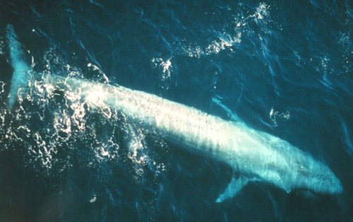 The Blue Whale: Earth&rsquo;s Biggest Animal Ever, Even Larger Than Dinosaurs