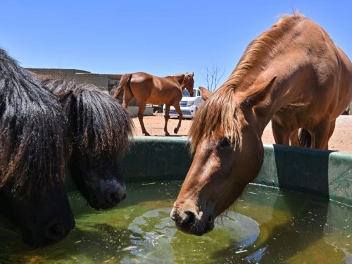 Warning after deadly virus kills horse