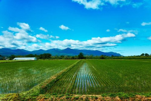 ■あの夏、2割の稲が枯れた, ■「出穂の時期」が極端に暑いと&hellip;, ■手間暇かけて育てたのに規格外, ■コシヒカリの1等米比率はわずか4.9％に, ■農水省の職員が「スーパーの棚に米はある」, ■メンツを守りたいだけ？, ■米農家や米店は「農政の失敗」と怒り, 【真相ルポ】「米が足りない」現場の訴えを農水省は握りつぶした 発端は2年前の「猛暑」 1等米がわずか4.9％に