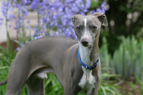 Top 13+ Oldest Dog Breeds Still Winning Hearts Today