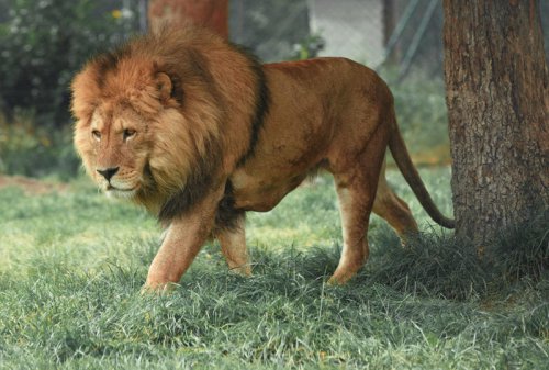 These 9 Big Cats Have Vanished From 90% of Their Historic Range