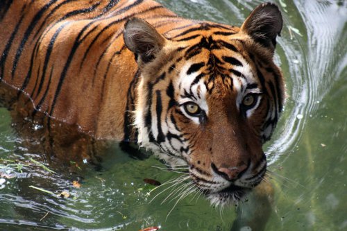 Top 10+ Big Cats Known for Their Loudest Roars (Ranked!)