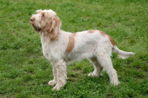 Italian Spinone, Italian Greyhound, Norwegian Elkhound, Maremma Sheepdog, Deerhound, Canadian Eskimo Dog, Harrier, Glen of Imaal Terrier, Bearded Collie, Mastiff, Alaskan Malamutes , Japanese Akitas , Chow Chows , Top 13+ Oldest Dog Breeds Still Winning Hearts Today